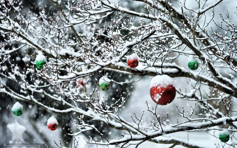 Snow-covered Tree Branches — White, Festive, Winter, Photograph