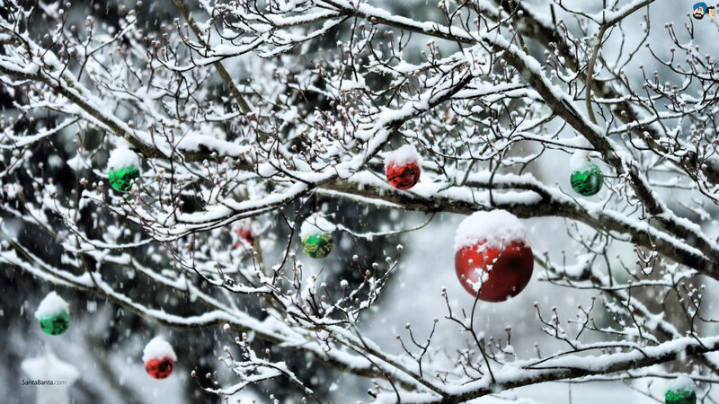 Snow-covered Tree Branches — White, Festive, Winter