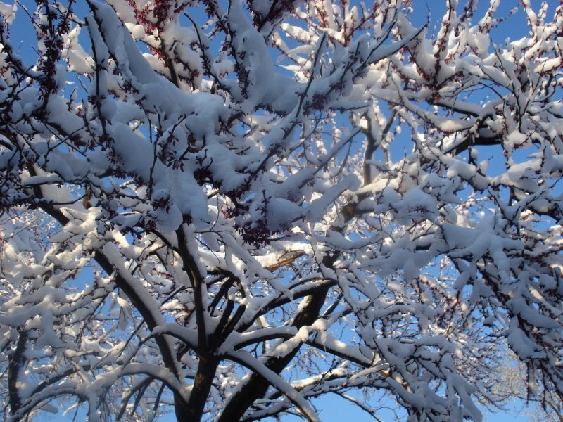 Snow-covered Tree Branches — White, Photograph