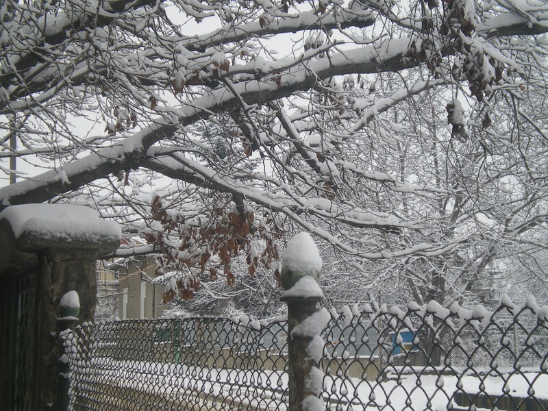 Snow-covered Tree Branches — White, Quiet