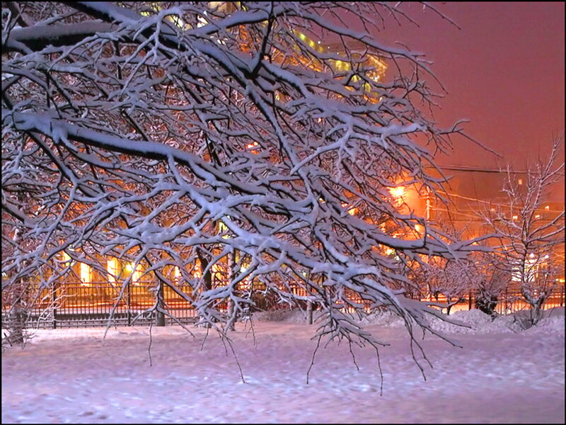 Snow-covered Tree Branches — White, Serene, Night