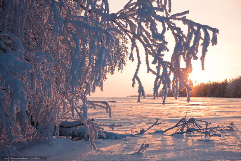 Snow-covered Tree Branches — White, Serene, Sunset, Photograph