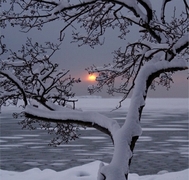 Snow-covered Tree Branches — White, Serene, Sunset