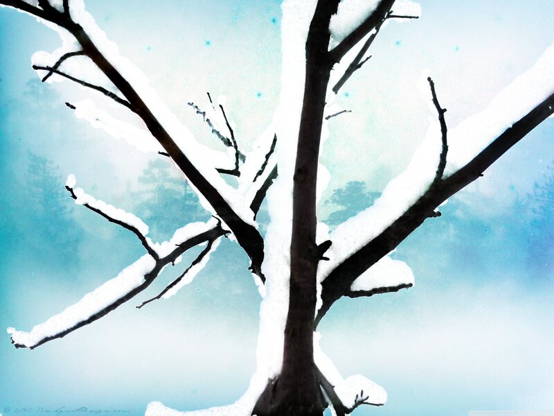 Snow-covered Tree Branches — White, Serene, Winter, Digital Art
