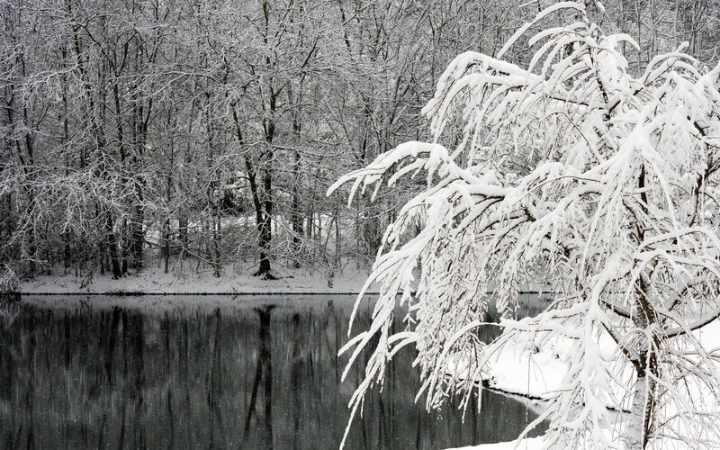 Snow-covered Tree Branches — White, Serene, Winter, Photograph, River