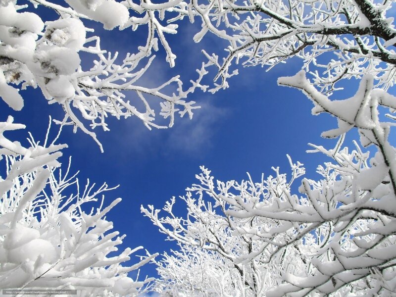 Snow-covered Tree Branches — White, Serene, Winter, Photograph, Sky