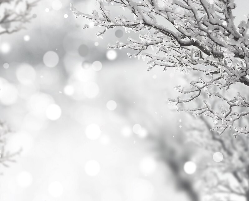 Snow-covered Tree Branches — White, Serene, Winter, Photograph, Snow, Bokeh