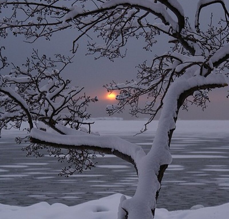 Snow-covered Tree Branches — White, Serene, Winter, Photograph, Snow, Sun