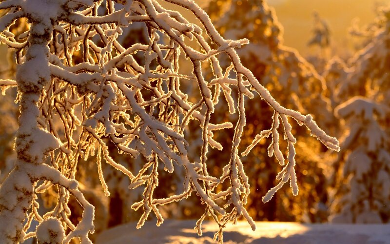 Snow-covered Tree Branches — White, Serene, Winter, Photograph, Snow, Sunlight