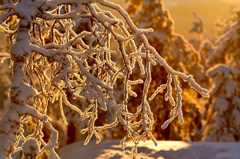 Snow-covered Tree Branches — White, Serene, Winter, Photograph, Snow, Sunlight, Trees