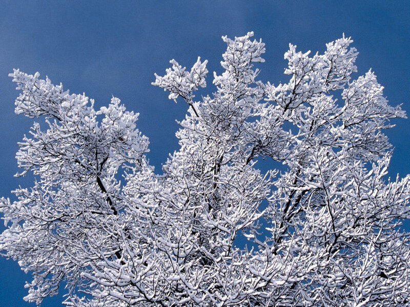 Snow-covered Tree Branches — White, Serene, Winter, Photograph, Snow