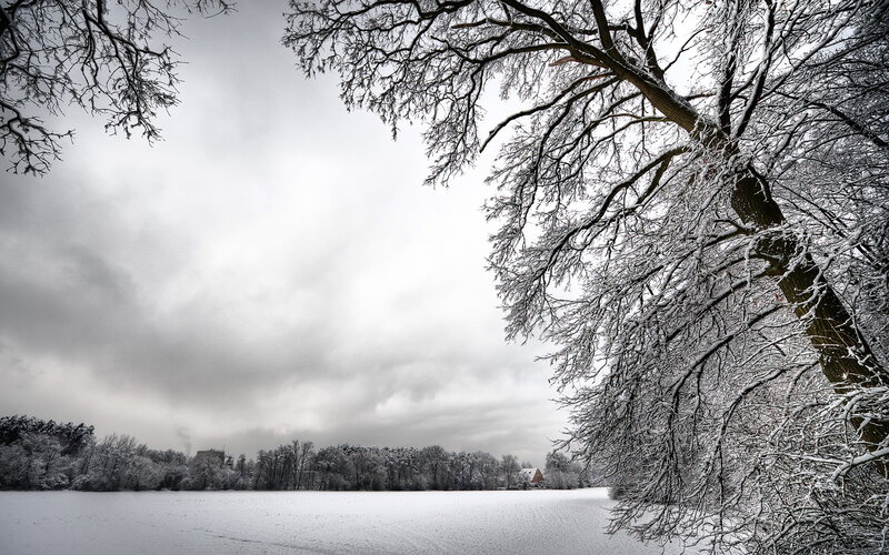Snow-covered Tree Branches — White, Serene, Winter, Photograph, Snow, Trees, Field