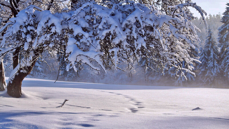 Snow-covered Tree Branches — White, Serene, Winter, Photograph, Snow, Trees, Footprints