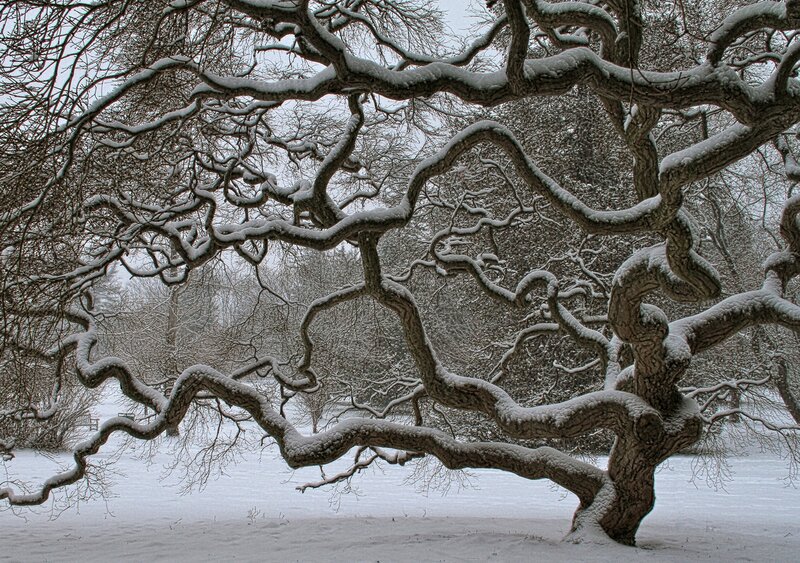 Snow-covered Tree Branches — White, Serene, Winter, Photograph, Snow, Trees
