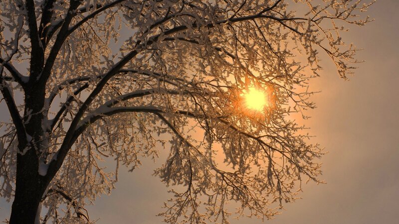 Snow-covered Tree Branches — White, Serene, Winter, Photograph, Sun, Sky