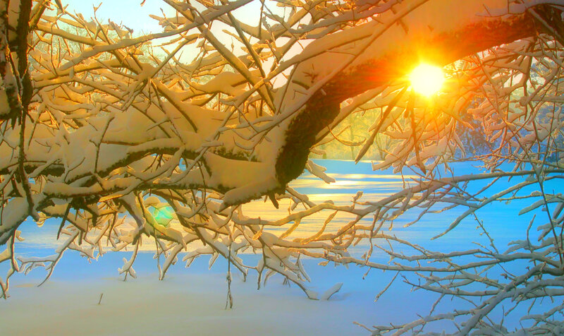 Snow-covered Tree Branches — White, Serene, Winter, Photograph, Sun, Snow
