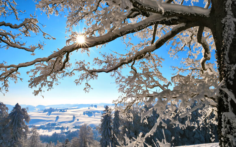Snow-covered Tree Branches — White, Serene, Winter, Photograph, Sun