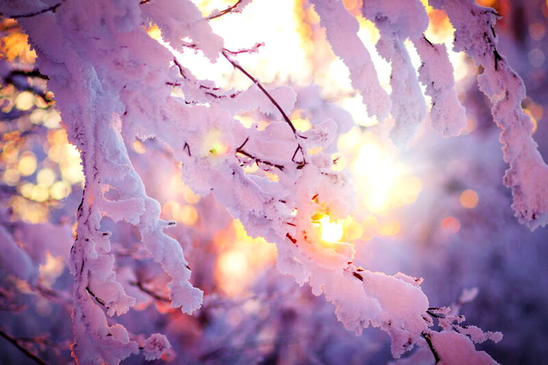 Snow-covered Tree Branches — White, Serene, Winter, Photograph, Sunlight