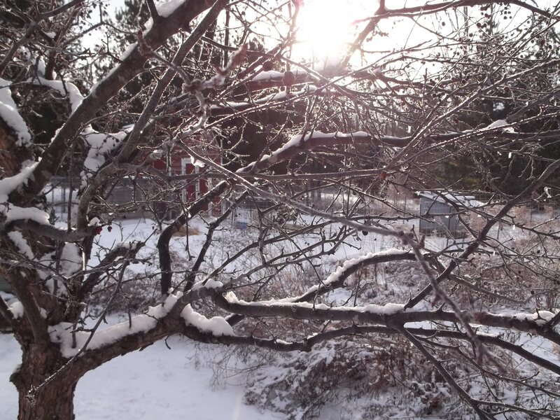Snow-covered Tree Branches — White, Serene, Winter, Photograph