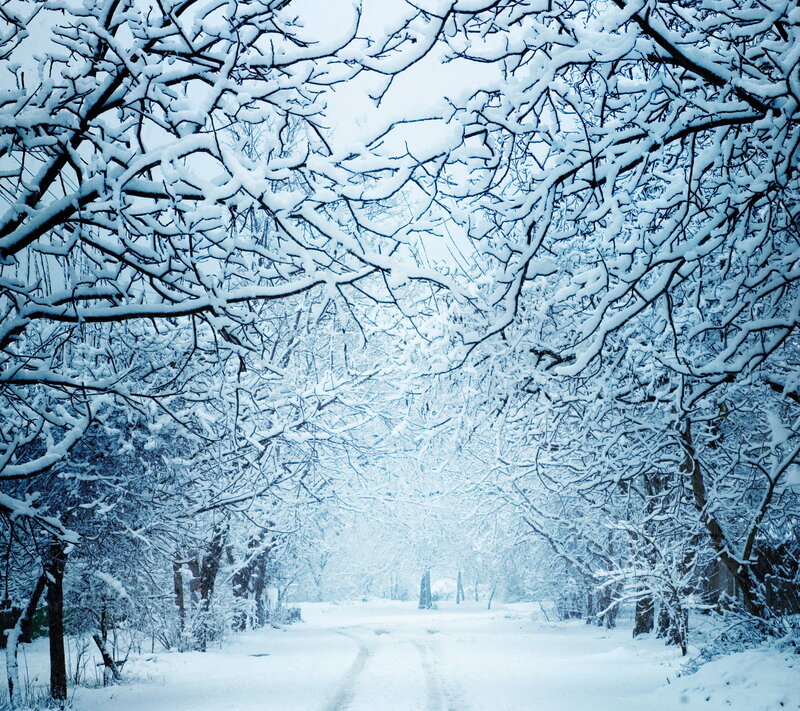 Snow-covered Tree Branches — White, Serene, Winter, Photograph, Trees, Path
