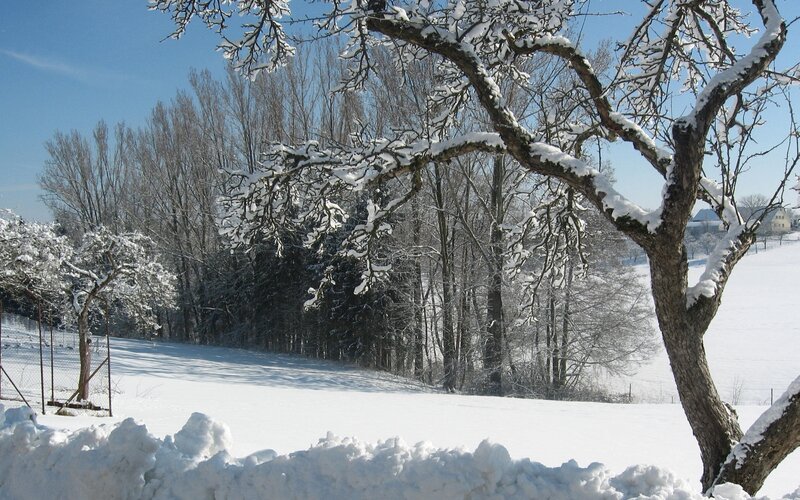 Snow-covered Tree Branches — White, Serene, Winter, Photograph, Trees, Snow, Sky