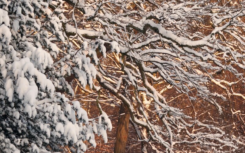 Snow-covered Tree Branches — White, Serene, Winter, Photograph, Trees, Snow
