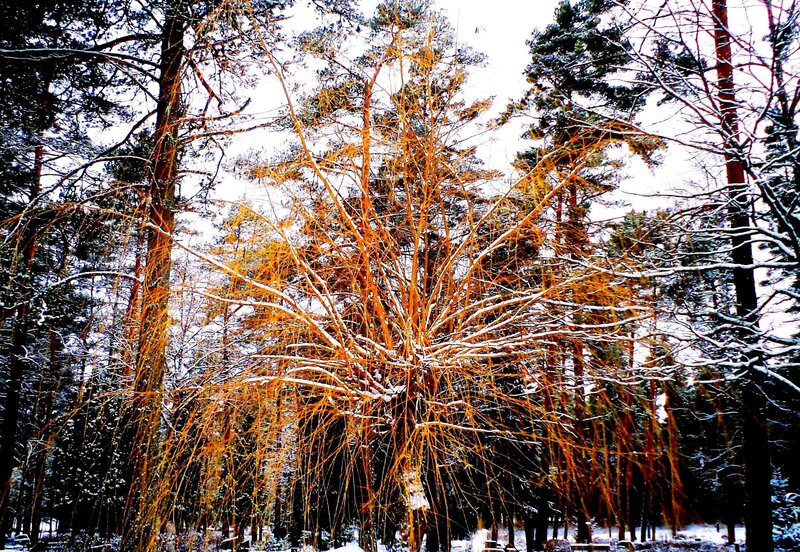 Snow-covered Tree Branches — White, Serene, Winter, Photograph, Trees