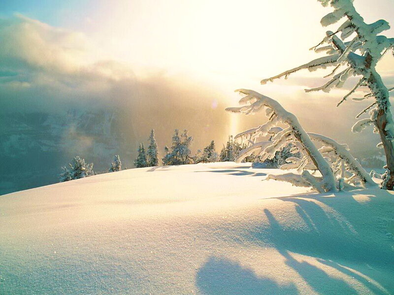 Snow-covered Tree Branches — White, Serene, Winter