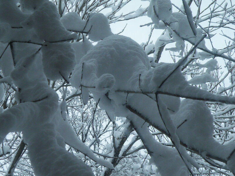 Snow-covered Tree Branches — White, Snow