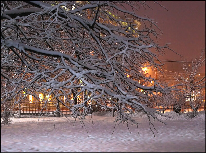 Snow-covered Tree Branches — White