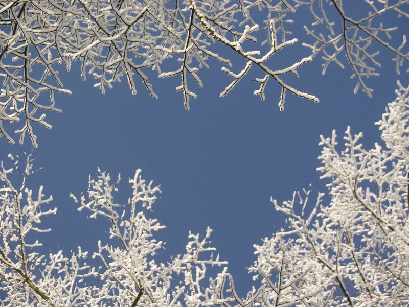 Snow-covered Tree Branches — White, Winter