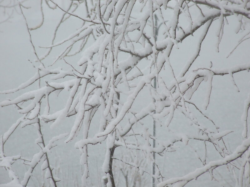 Snow-covered Tree Branches — Winter