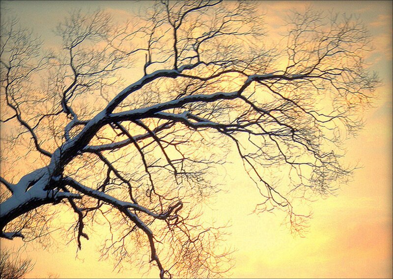 Snow-covered Tree Branches — Yellow