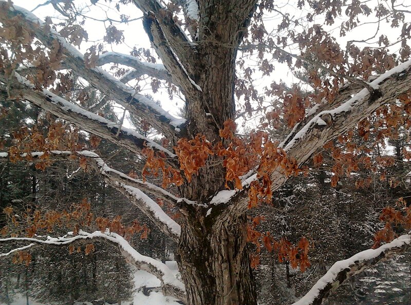 Snow-covered Tree — Brown