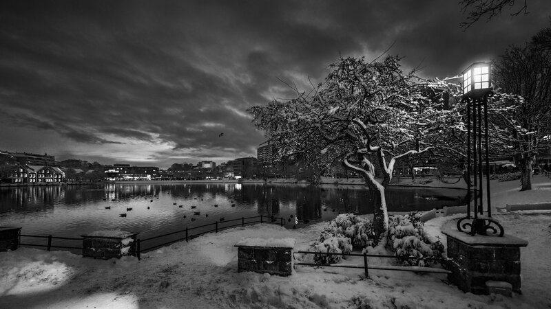 Snow-covered Tree by Lake — Black, Dramatic