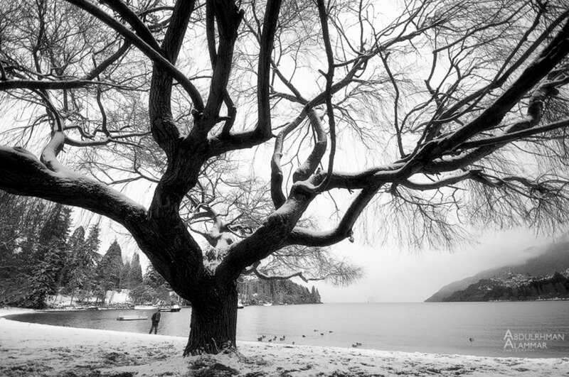 Snow-covered Tree by Lake — Black