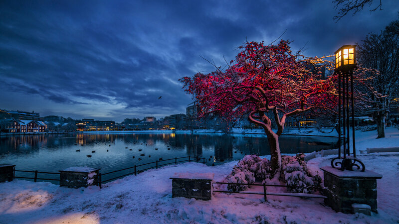 Snow-covered Tree by Lake — Blue, Serene, Night, Photograph