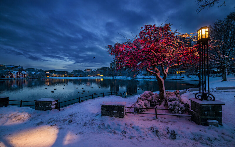 Snow-covered Tree by Lake — Blue, Serene, Night