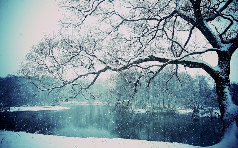 Snow-covered Tree by Lake — Blue, Serene, Winter