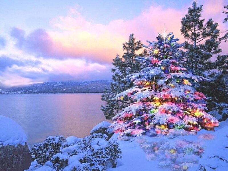 Snow-covered Tree by Lake — Blue