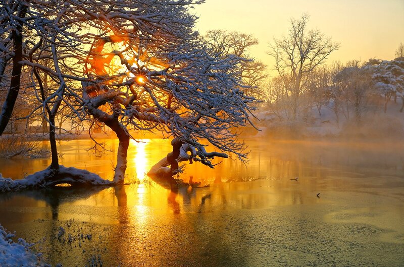 Snow-covered Tree by Lake — Gold