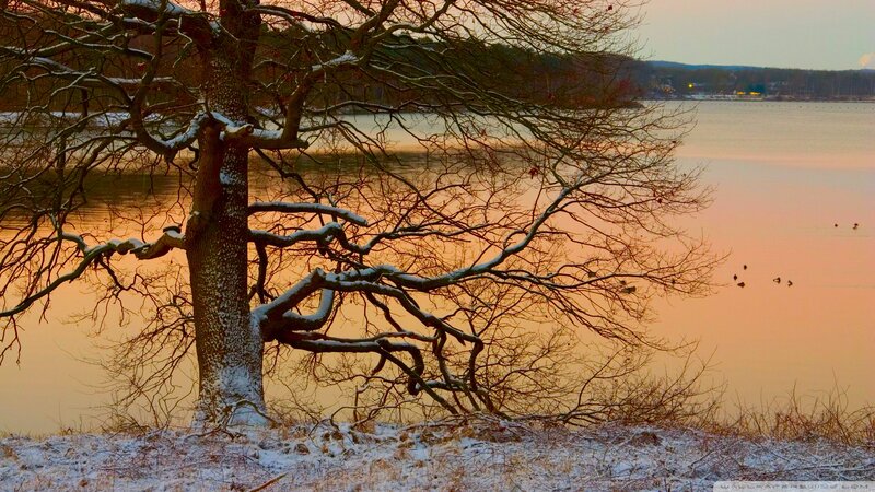 Snow-covered Tree by Lake