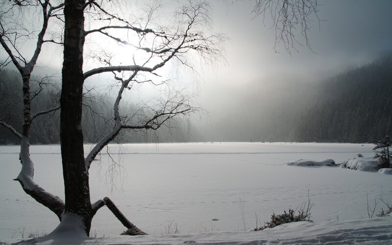 Snow-covered Tree by Lake — White, Serene, Winter