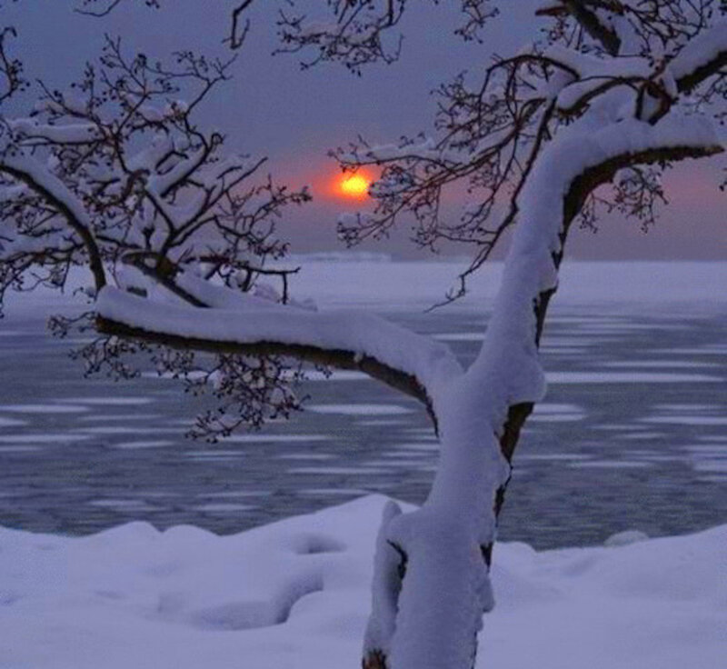 Snow-covered Tree by Lake — White