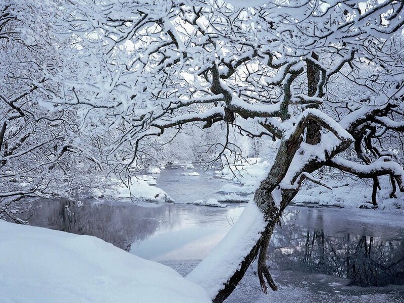 Snow-covered Tree by River — White, Serene, Winter, Photograph