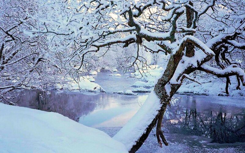 Snow-covered Tree by River — White