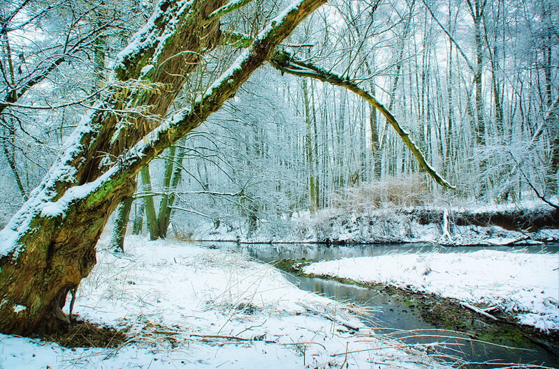 Snow-covered Tree by Stream