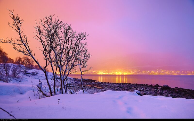 Snow-covered Tree by Water
