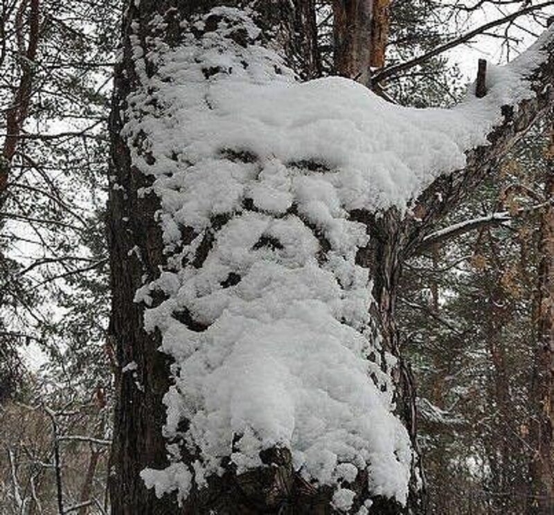 Snow-covered Tree Face