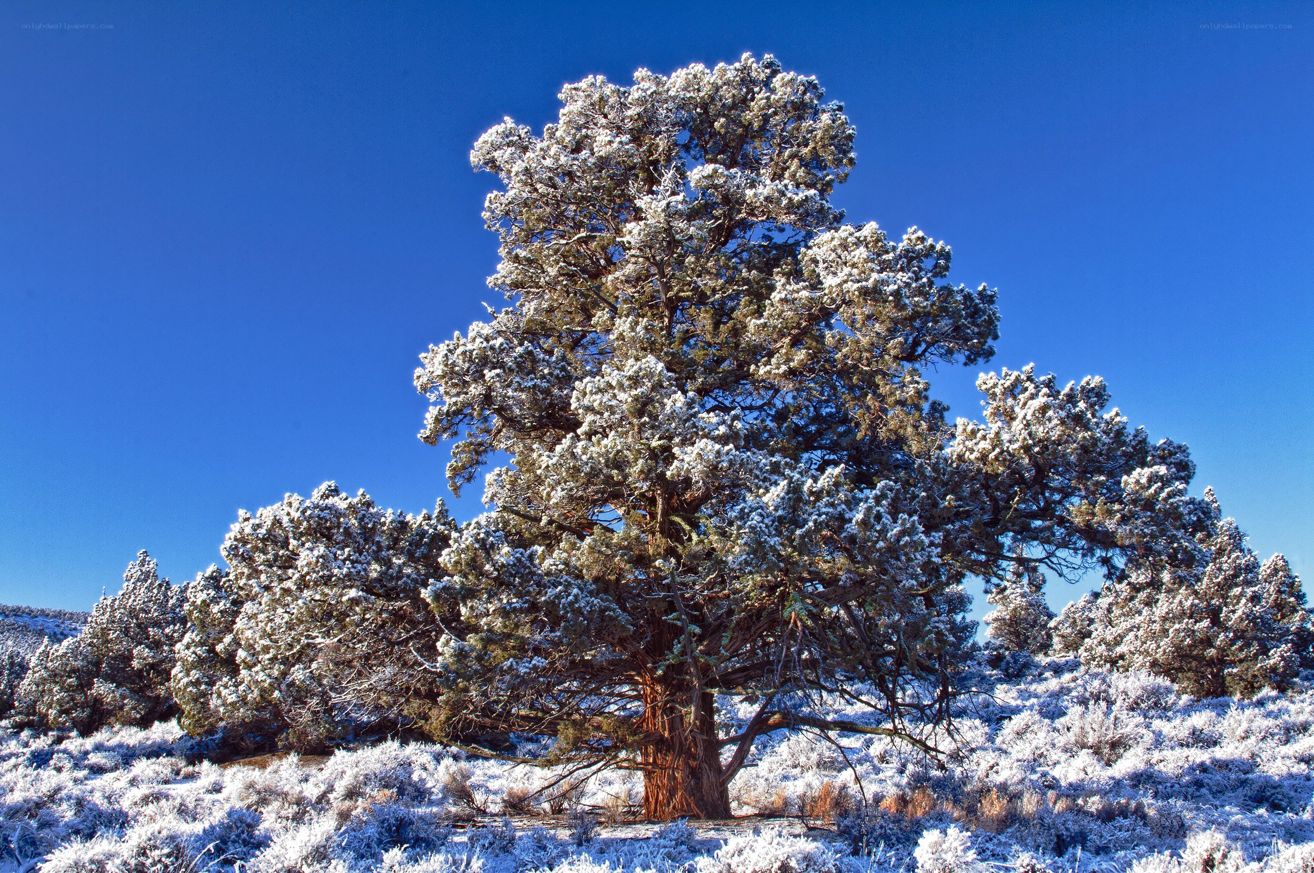 Snow-covered tree in blue sky